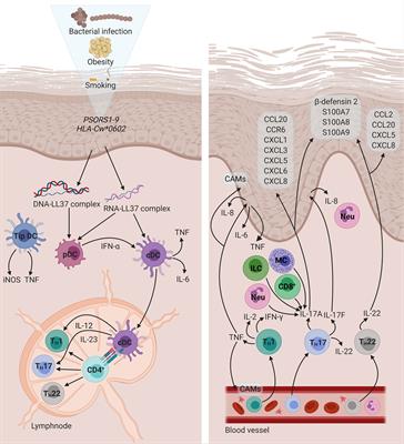 Thrombosis in Psoriasis: Cutaneous Cytokine Production as a Potential Driving Force of Haemostatic Dysregulation and Subsequent Cardiovascular Risk